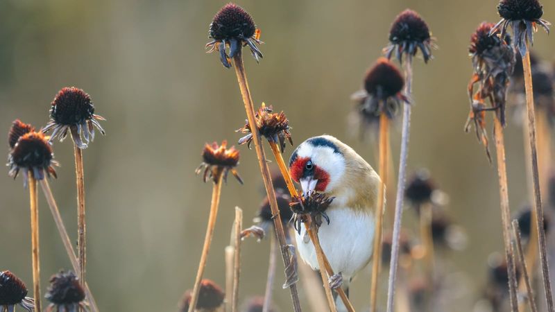 Let Native Seed Heads Feed Birds Let Native Seed Heads Feed Birds