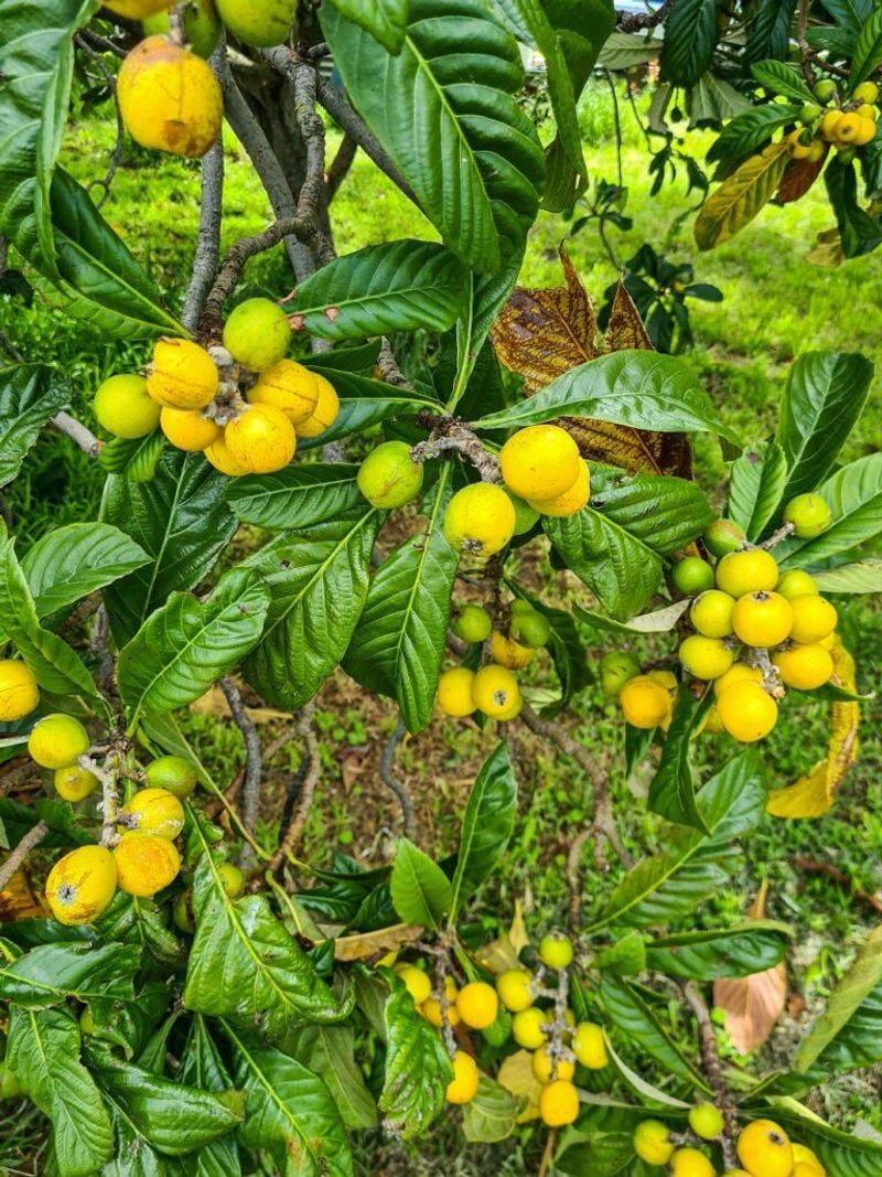 Let October Planting Set Up A Stronger Spring