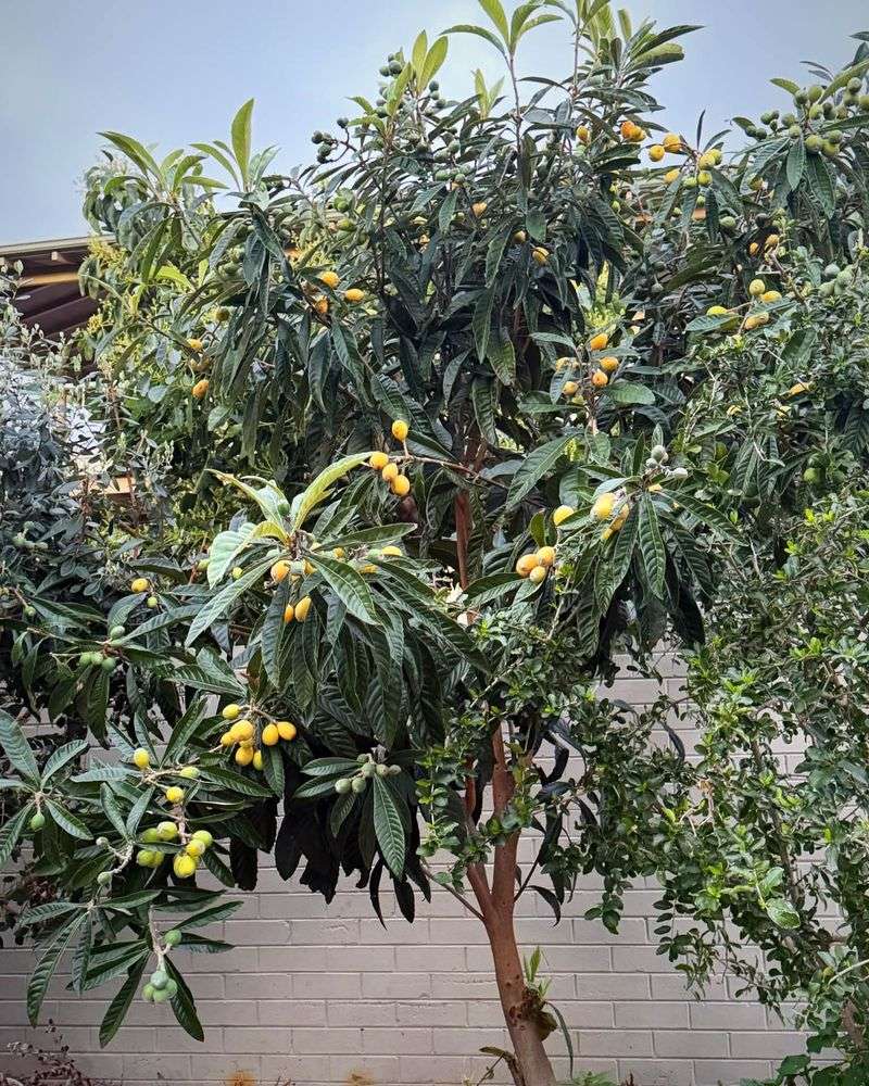 Let One Tree Supply Spring Fruit For Years