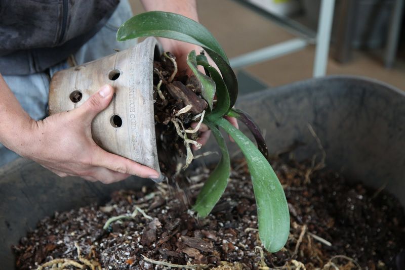 Let Orchid Roots Breathe After A Wet Summer