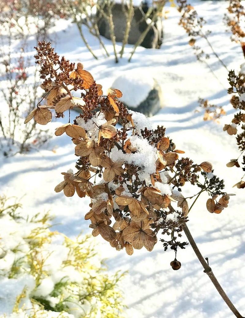 Let Panicle Hydrangeas Keep Their Faded Flowers