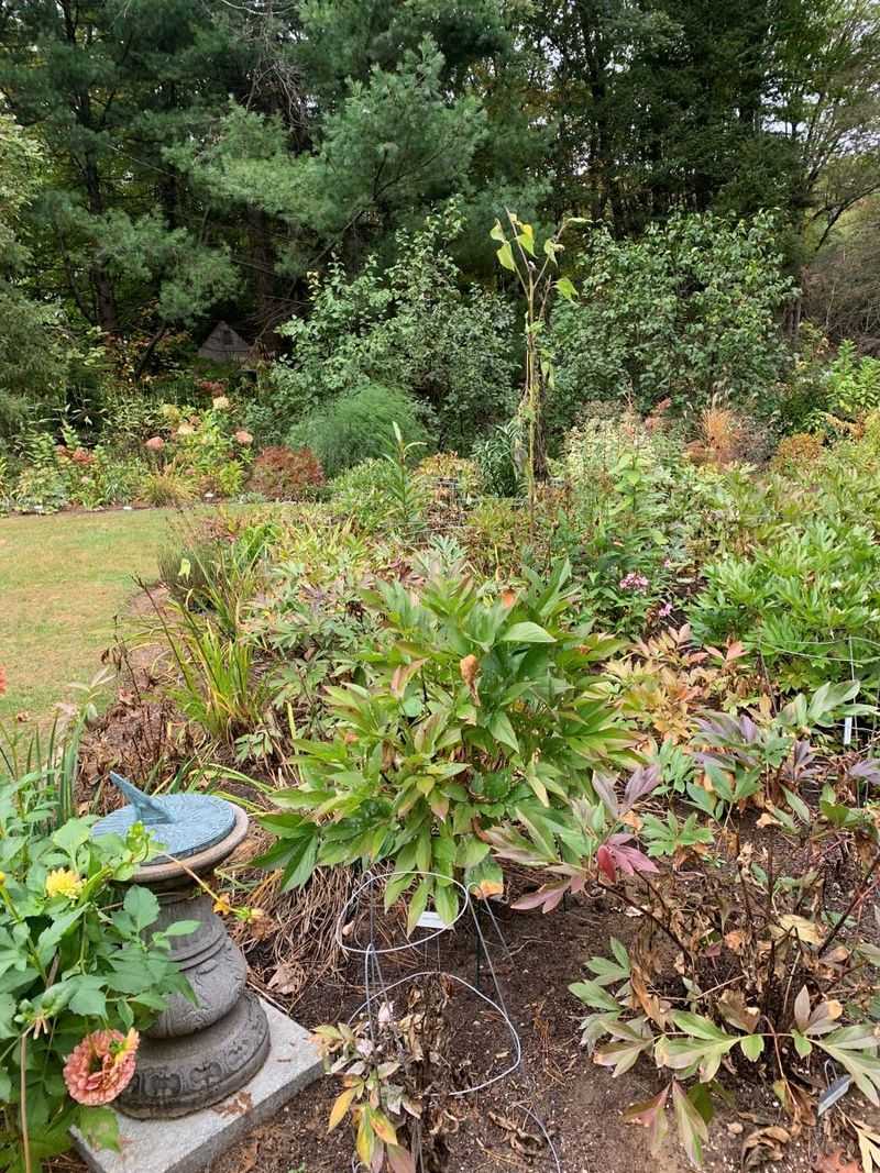 Let Peony Foliage Keep Feeding The Roots Before Frost