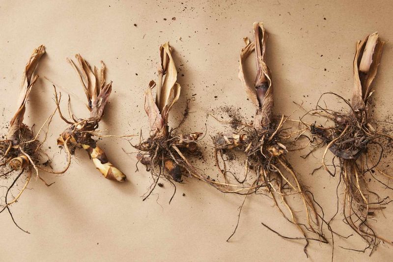 Let Rhizomes Dry Before Winter Storage