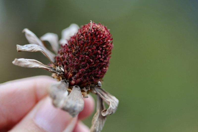 Let Selected Zinnia Heads Dry Before You Harvest