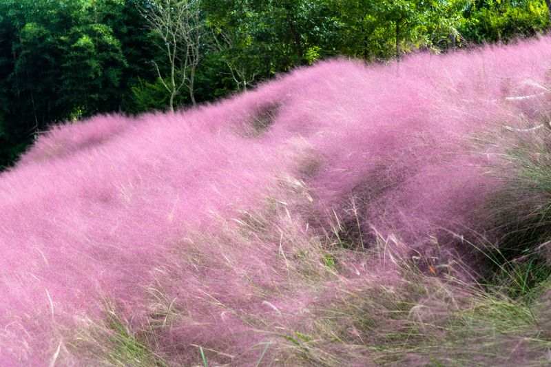 Let September Muhly Keep Its Pink Plumes Let September Muhly Keep Its Pink Plumes