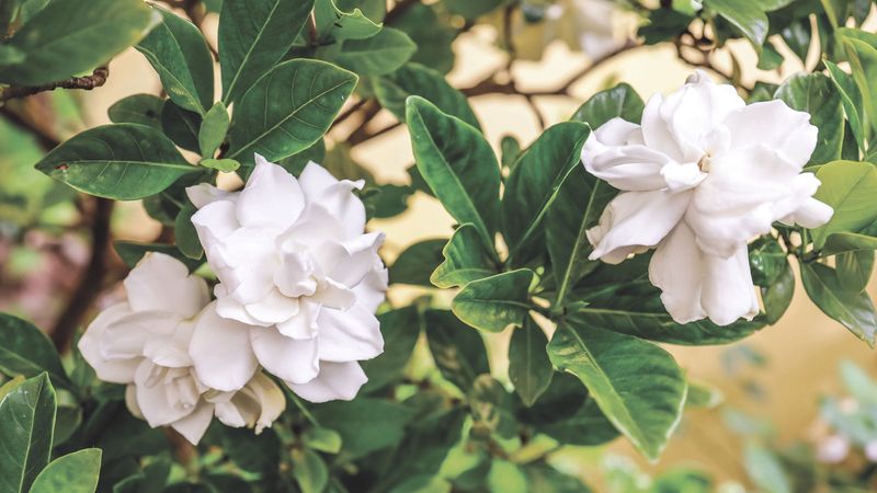 Let September Rainfall Rewrite The Gardenia Watering Schedule