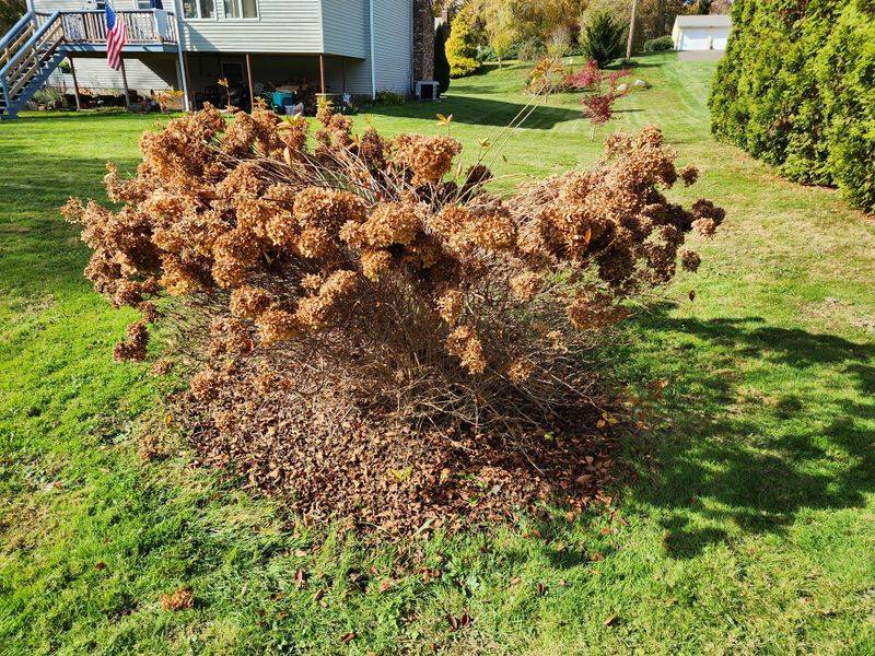 Let Smooth Hydrangeas Follow Their Own Growth Cycle Let Smooth Hydrangeas Follow Their Own Growth Cycle