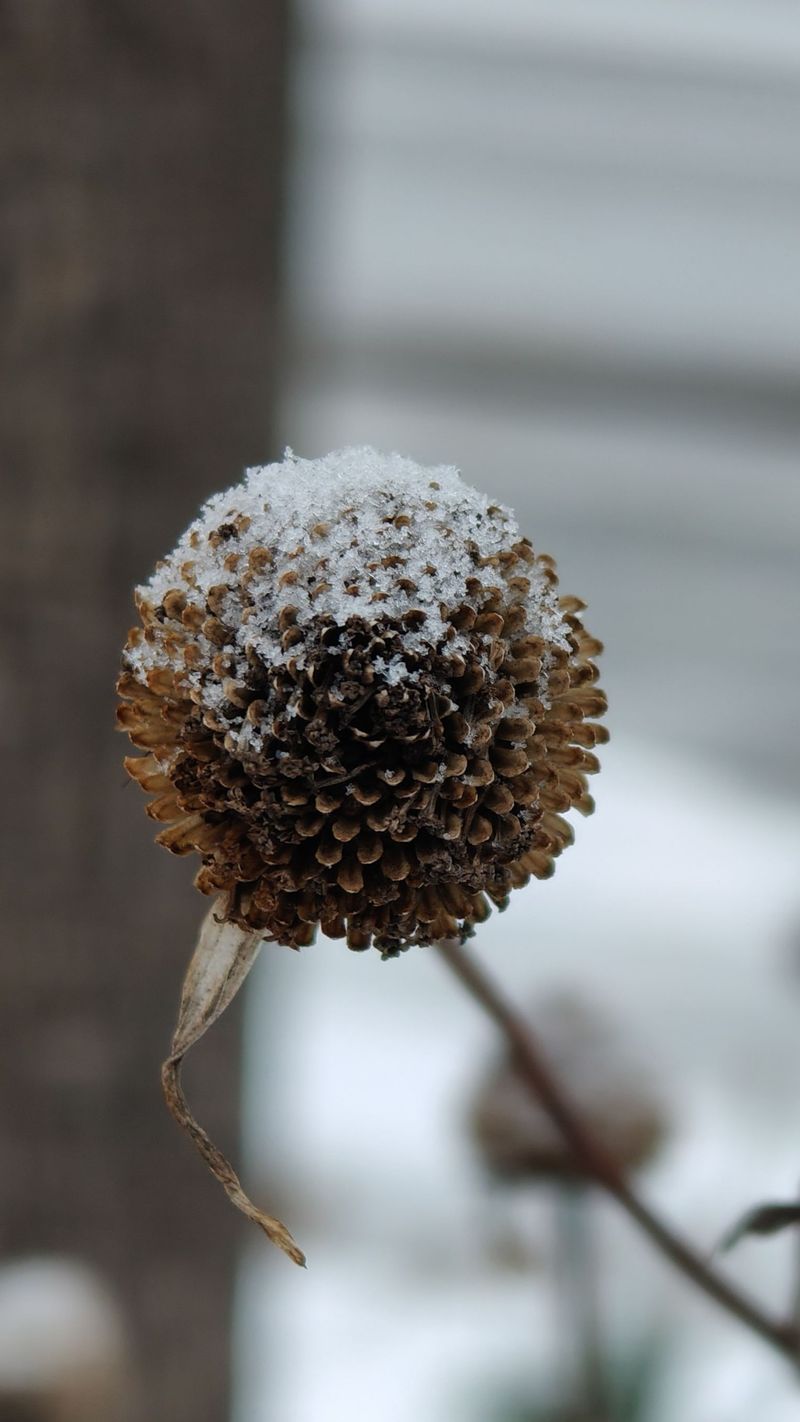 Let Some Seed Heads Stand Through Winter Let Some Seed Heads Stand Through Winter