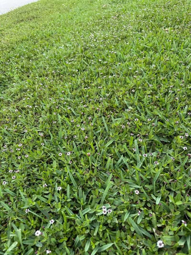 Let Summer Rain Wake Up This Fast-Spreading Groundcover Let Summer Rain Wake Up This Fast-Spreading Groundcover