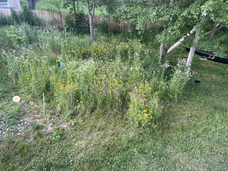 Let Taller Vegetation Give Adult Fireflies A Place To Signal Let Taller Vegetation Give Adult Fireflies A Place To Signal