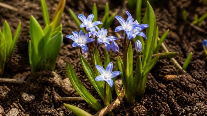 Let The Bulbs Naturalize Over Time