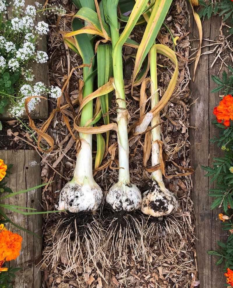 Let The Crop Grow Through Spring And Summer Let The Crop Grow Through Spring And Summer