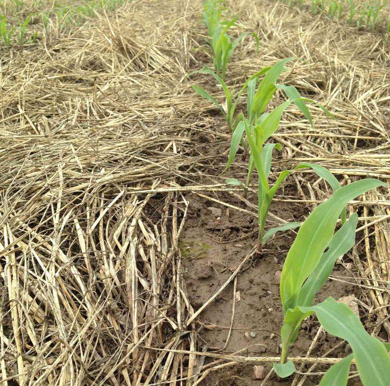 Let The Decomposing Residue Work For Next Season Let The Decomposing Residue Work For Next Season