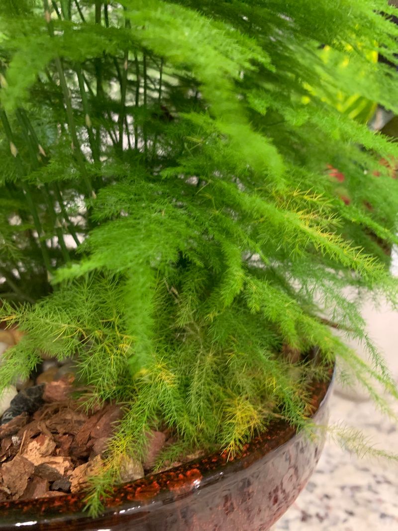 Let The Ferny Foliage Keep Growing