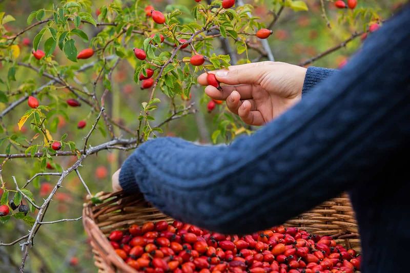 Let The Fruit Mature Before Winter