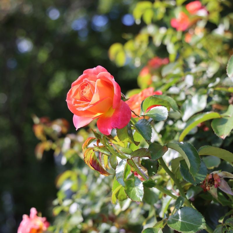 Let The Last Blooms Come Without Forcing Them Let The Last Blooms Come Without Forcing Them