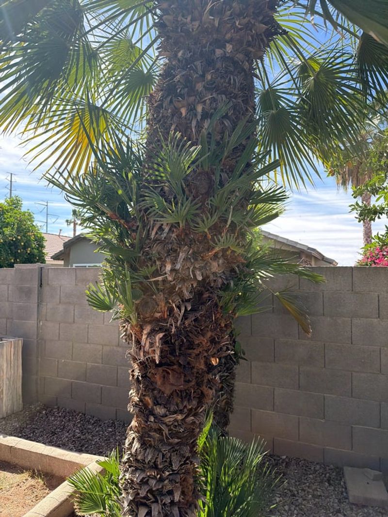 Let The Palm Species Decide How Clean The Trunk Looks Let The Palm Species Decide How Clean The Trunk Looks