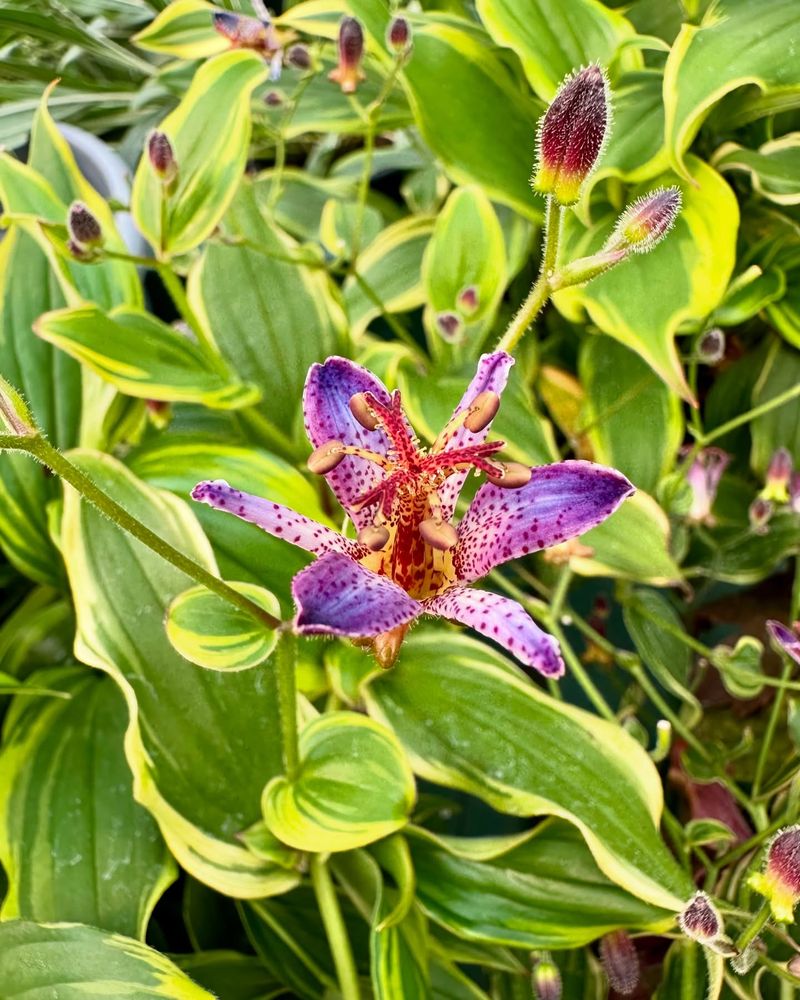 Let The Plant Finish Its Fall Growth