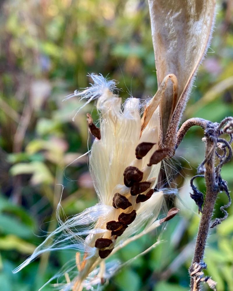 Let The Seed Pods Mature Naturally Let The Seed Pods Mature Naturally