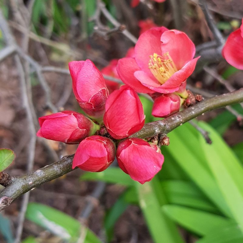 Let The Shrub Enter Winter Naturally Let The Shrub Enter Winter Naturally
