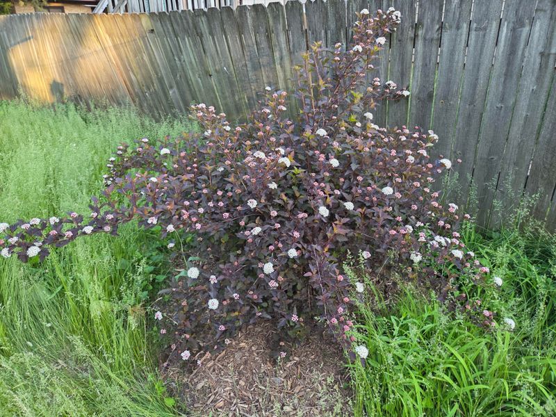 Let The Shrub Prepare Naturally For Winter Let The Shrub Prepare Naturally For Winter