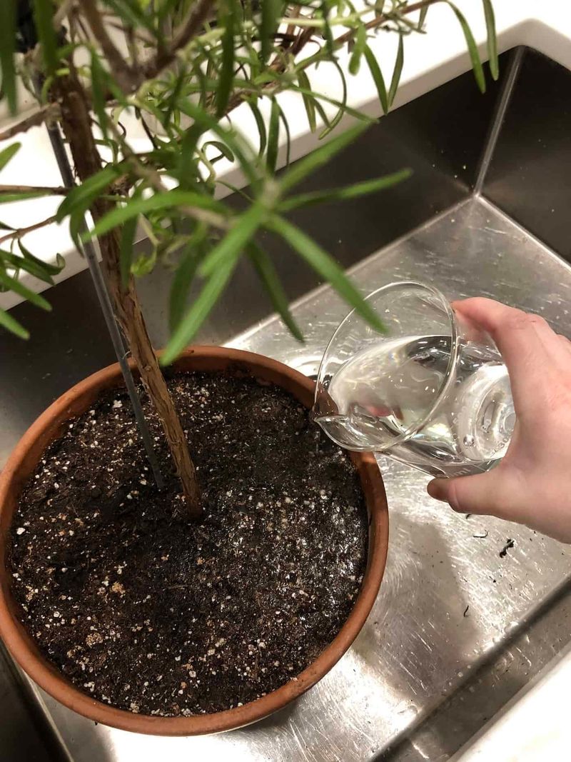Let The Soil Drain Well Between Fall Waterings Let The Soil Drain Well Between Fall Waterings