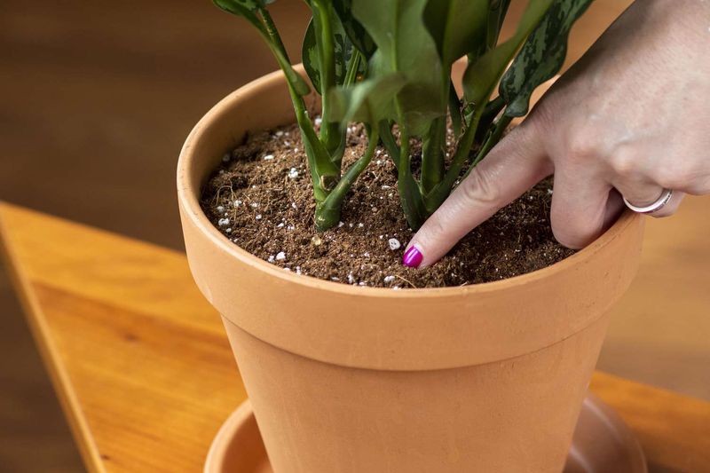 Let The Soil Tell You When To Water Let The Soil Tell You When To Water