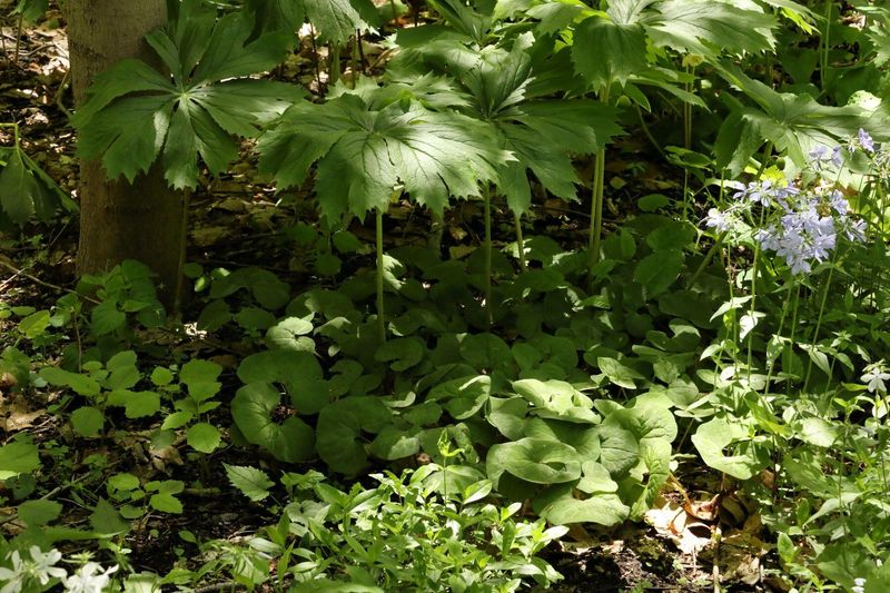 Let This Woodland Plant Spread Into A Living Carpet