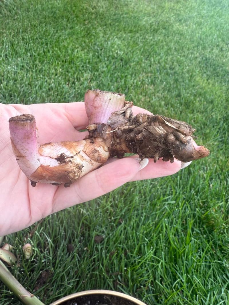 Let Wet Rhizomes Dry Before Storage Let Wet Rhizomes Dry Before Storage