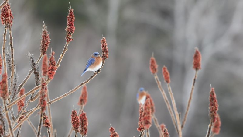 Let Winter Fruit Extend The Wildlife Value