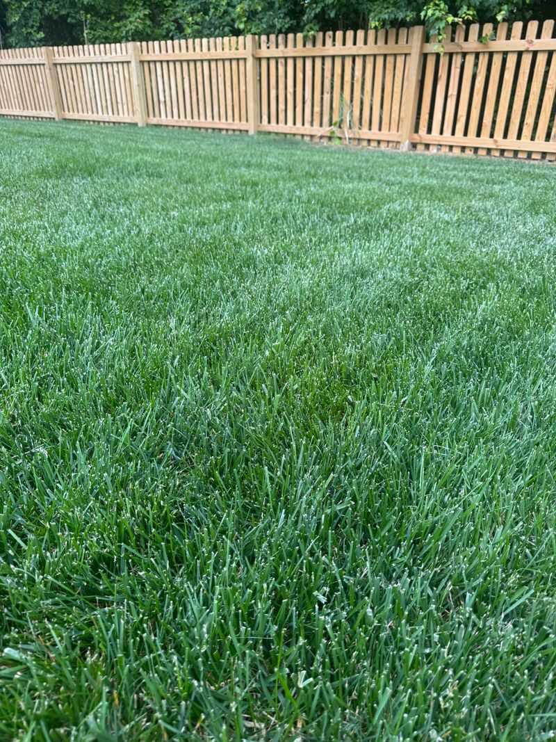 Let Your Grass Type Dictate The Rest Of Your Fall Routine Let Your Grass Type Dictate The Rest Of Your Fall Routine