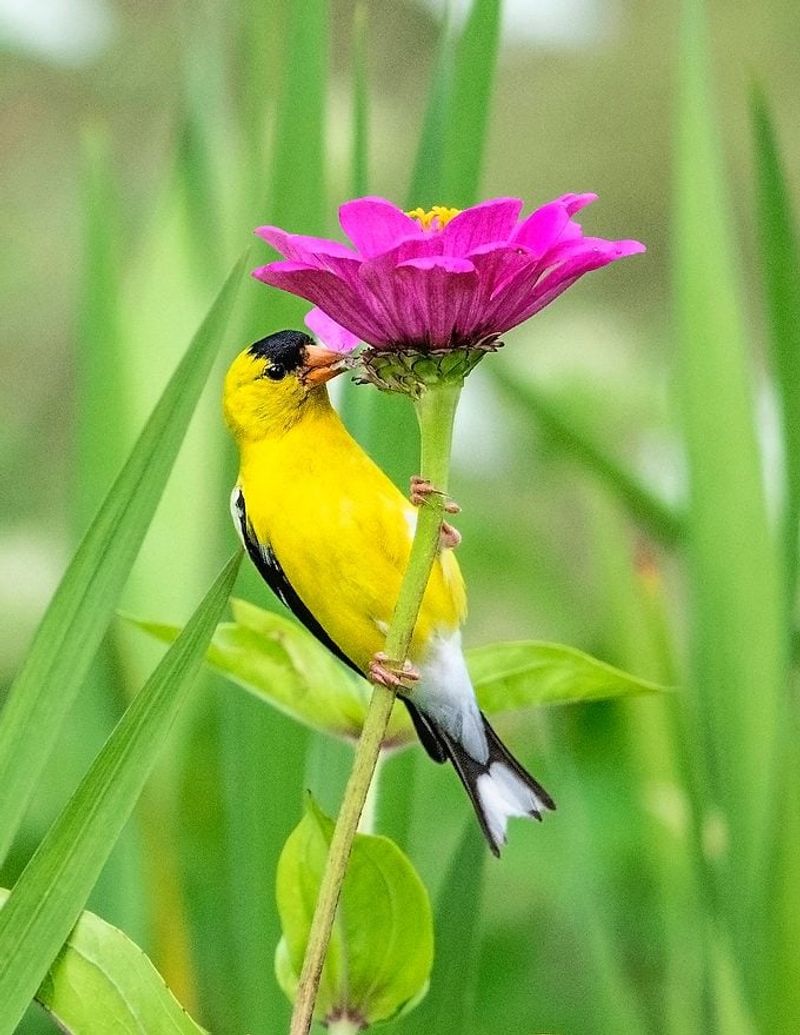 Let Zinnias Go To Seed