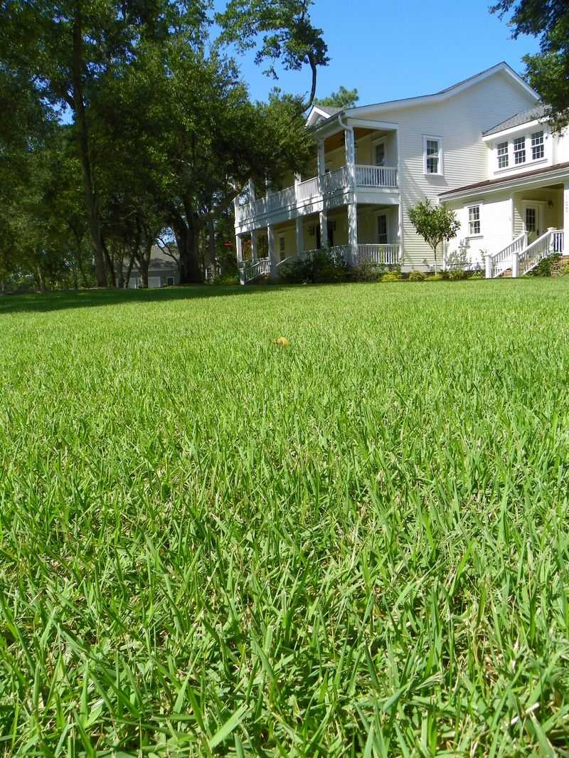 Let Zoysia Cover The Soil Without Woody Roots Let Zoysia Cover The Soil Without Woody Roots
