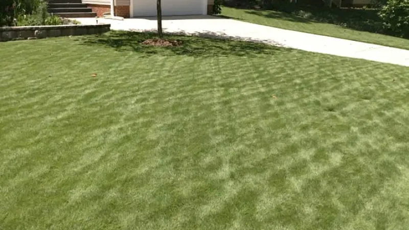 Let Zoysia Recover Before Pushing New Growth Let Zoysia Recover Before Pushing New Growth