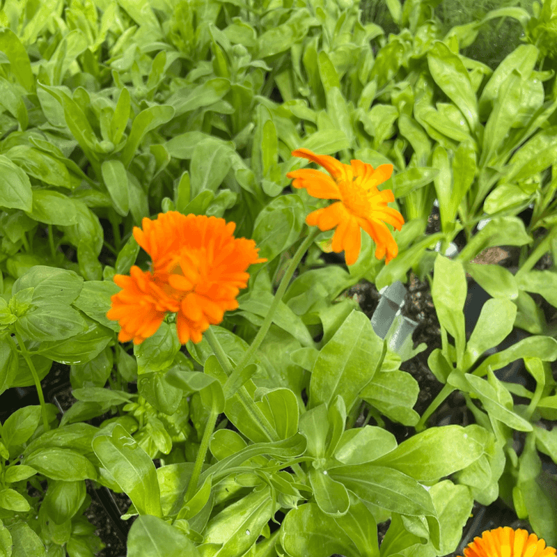Let calendula help without making it a pest shield Let calendula help without making it a pest shield