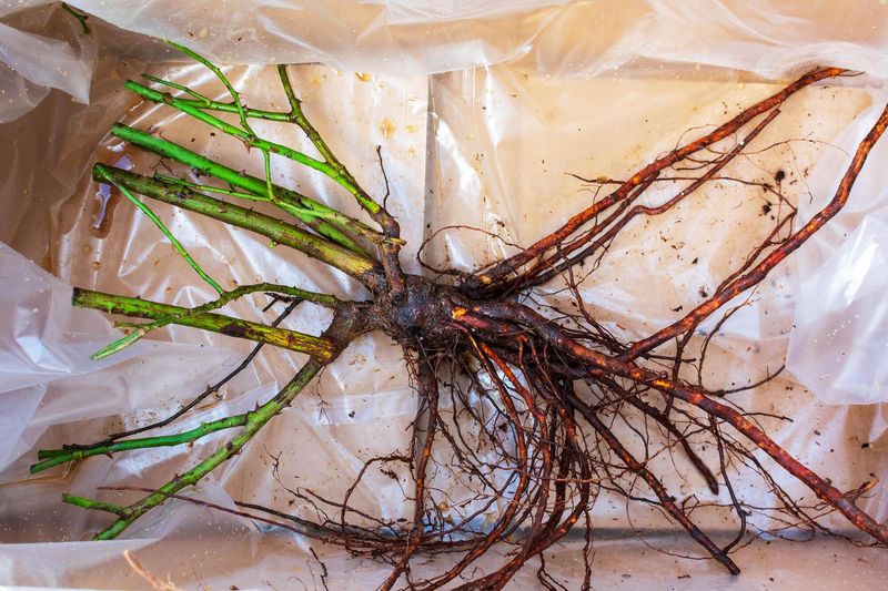 Let roots establish before you fertilize or expect flowers Let roots establish before you fertilize or expect flowers