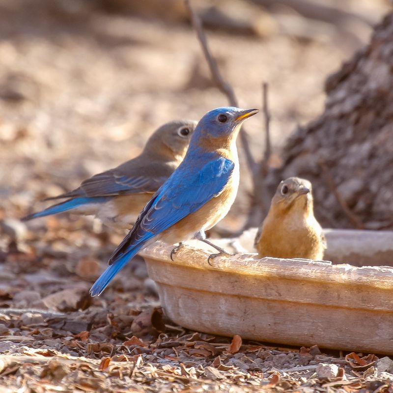 Let seasonal visitors remain wild and unpredictable