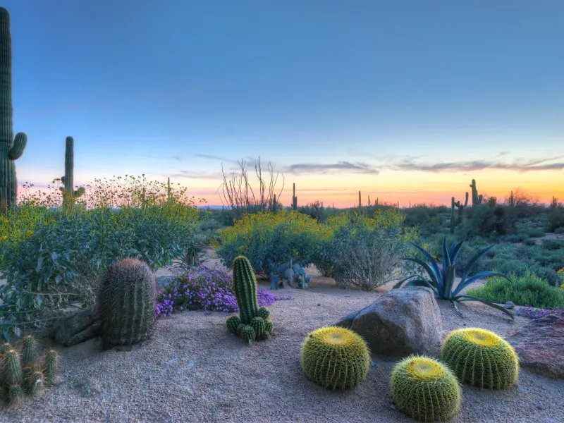 Let the plant improve the landscape while the checklist handles mosquitoes