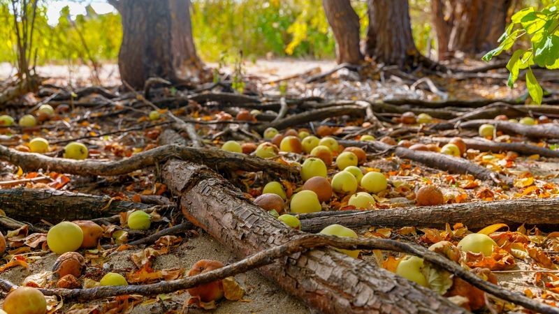 Letting Fallen Fruit Pile Up Under Your Trees Letting Fallen Fruit Pile Up Under Your Trees