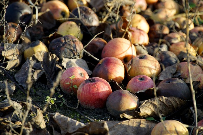 Letting Fallen Fruit Sit Overnight Makes Dinner Too Easy Letting Fallen Fruit Sit Overnight Makes Dinner Too Easy