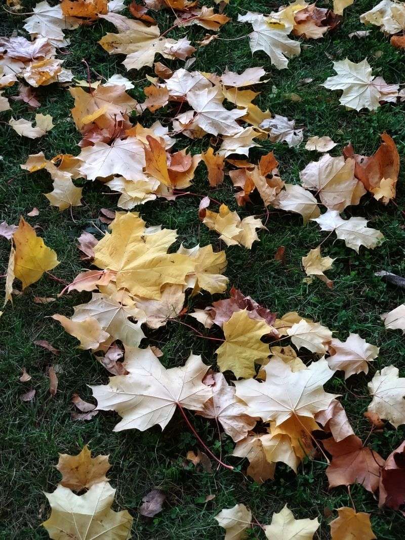 Letting Fallen Leaves Pile Up On The Grass Letting Fallen Leaves Pile Up On The Grass