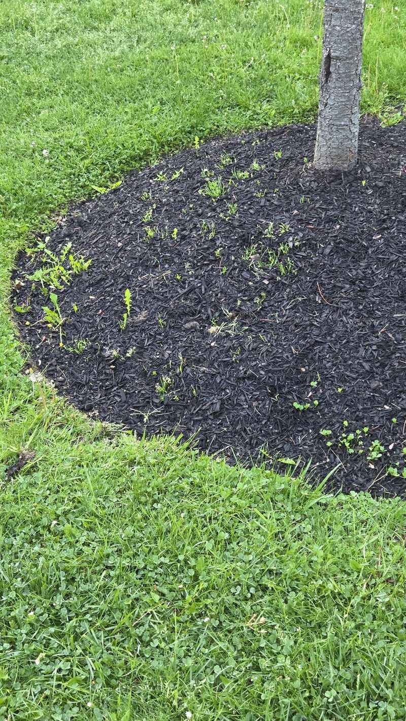 Letting Ground Cover Creep Into Mulch