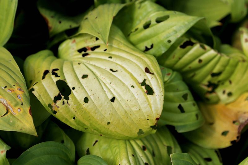 Letting Slugs Chew Holes In Every Leaf