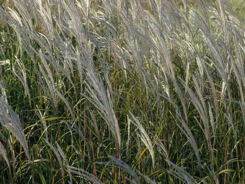Letting Tall Grass Blur The Lawn’s Edge