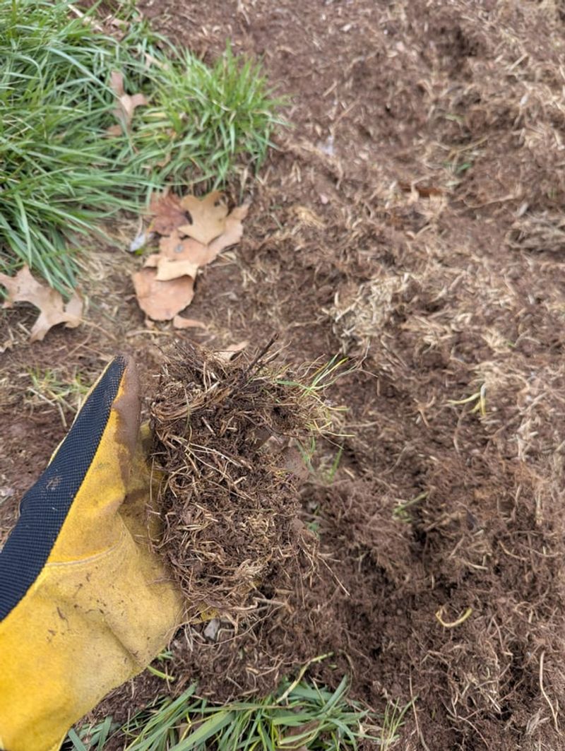 Letting Thatch Build Up Unchecked Letting Thatch Build Up Unchecked