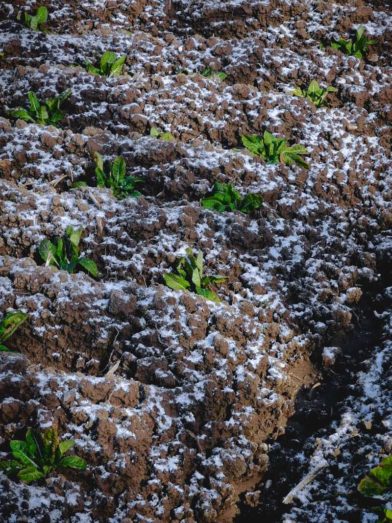 Letting The Soil Sit Bare All Winter
