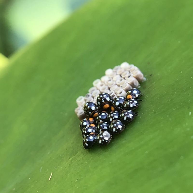 Letting Tiny Wasps And Predators Do The Hunting Letting Tiny Wasps And Predators Do The Hunting