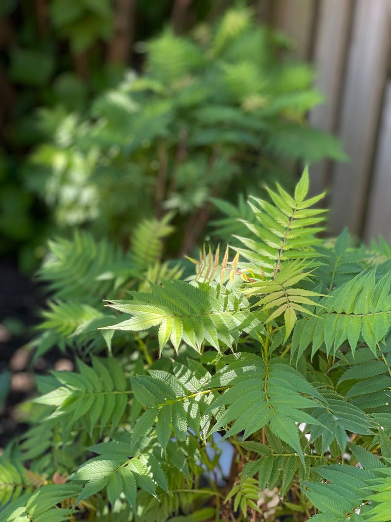 Letting Tree Of Heaven Grow In The Yard Letting Tree Of Heaven Grow In The Yard