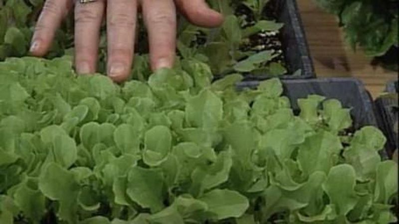 Lettuce
