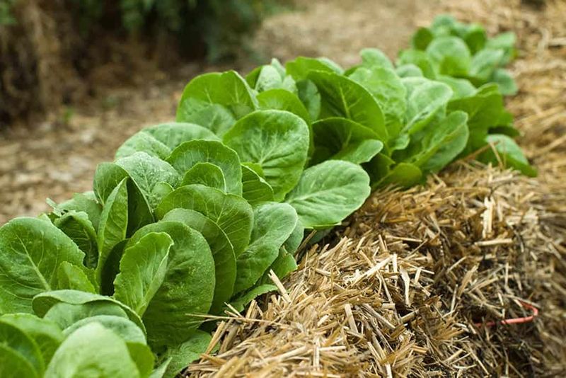 Lettuce And Greens Suit Shallow Roots